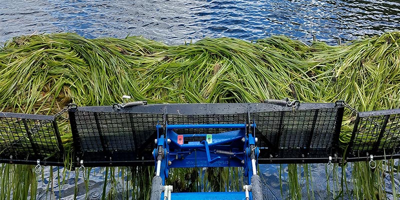 Close view of a Truxor front conveyor piled high with freshly cut submerged aquatic weeds